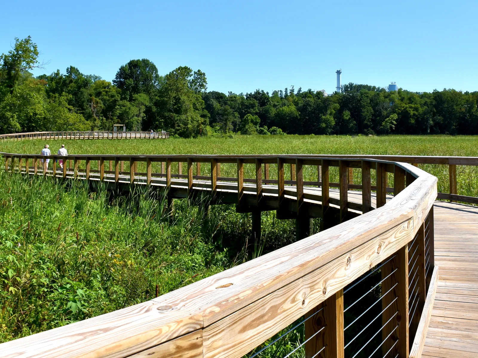 Curved wooden boardwalk surrounded by tall green grass and trees under a clear blue sky with two people walking.