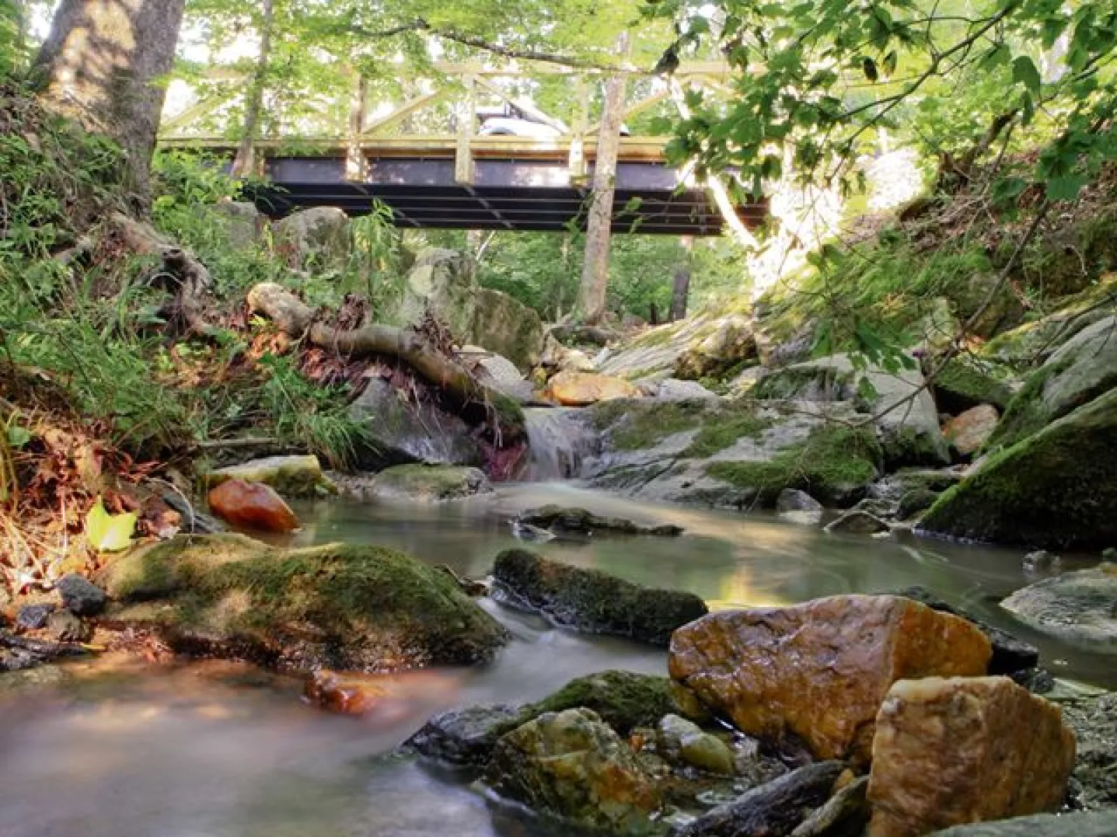 a view of a creek and surrounding woods in NatureWalk
