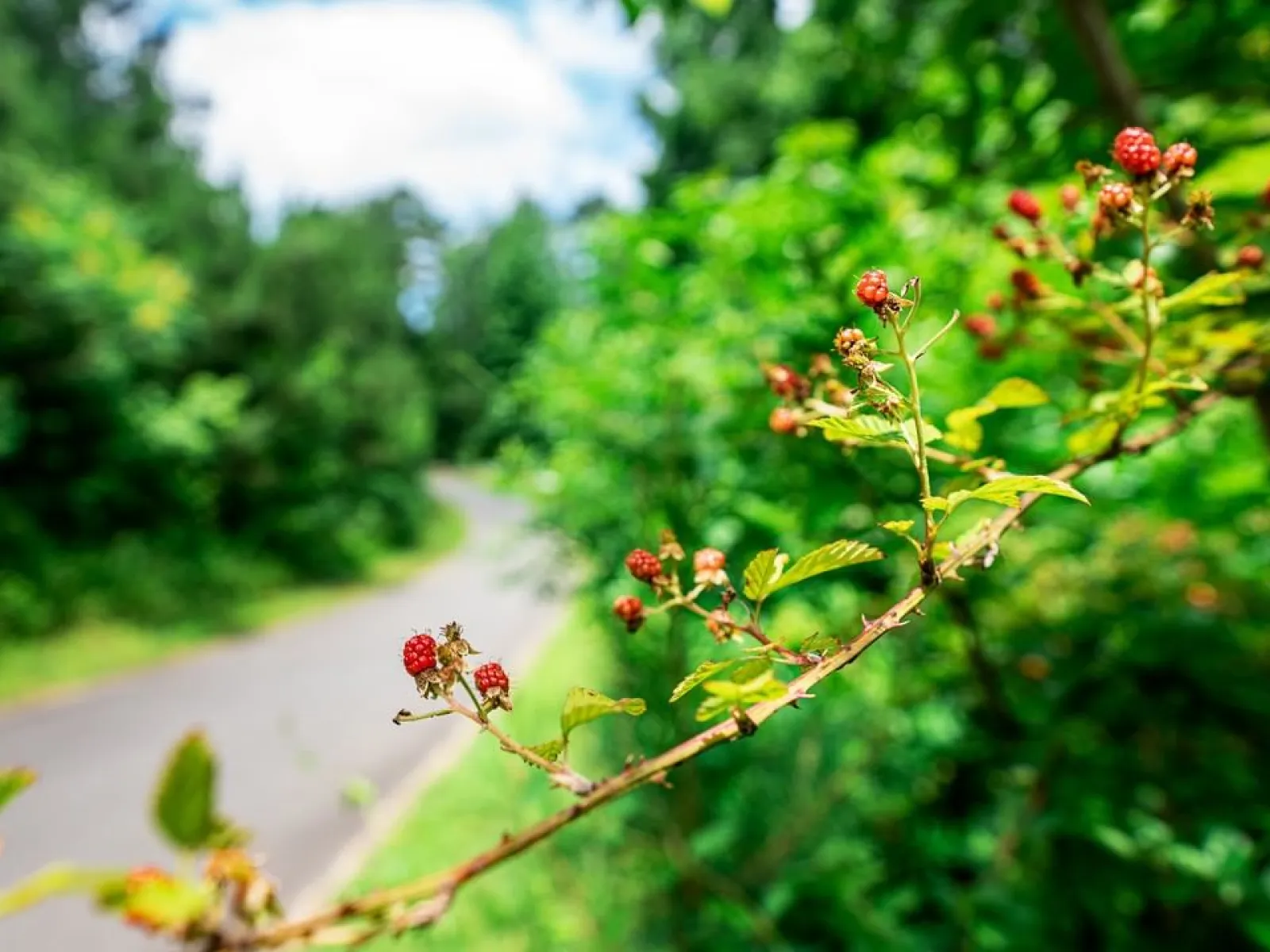 flowers budding from a plant on a NatureWalk trail