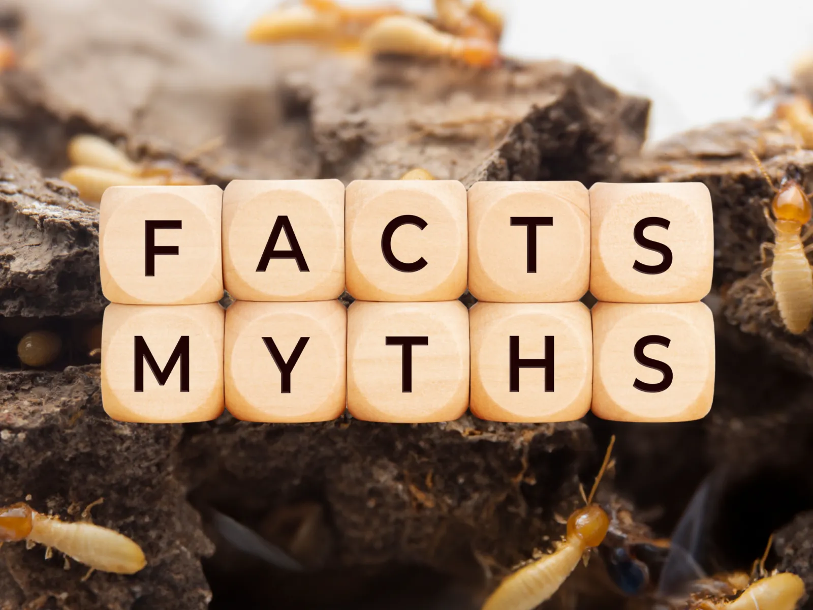 Termite Myths Debunked