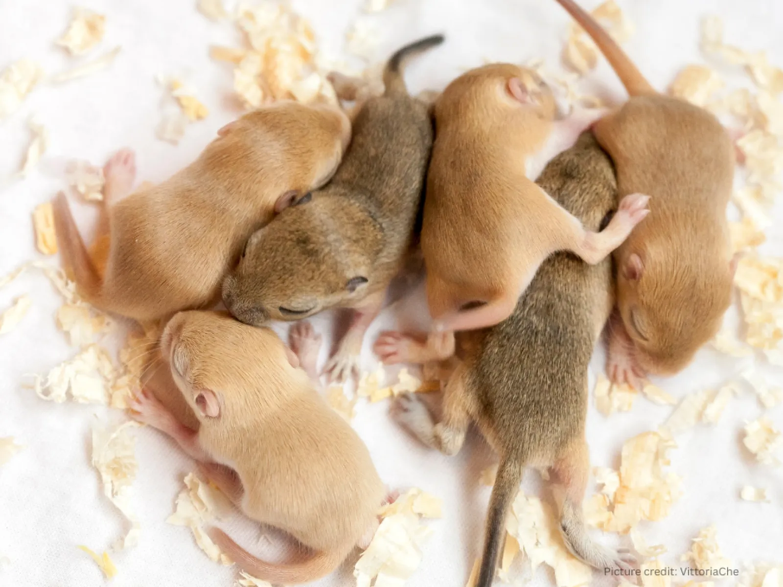 How Fast Do Rodents Reproduce | PestNow
