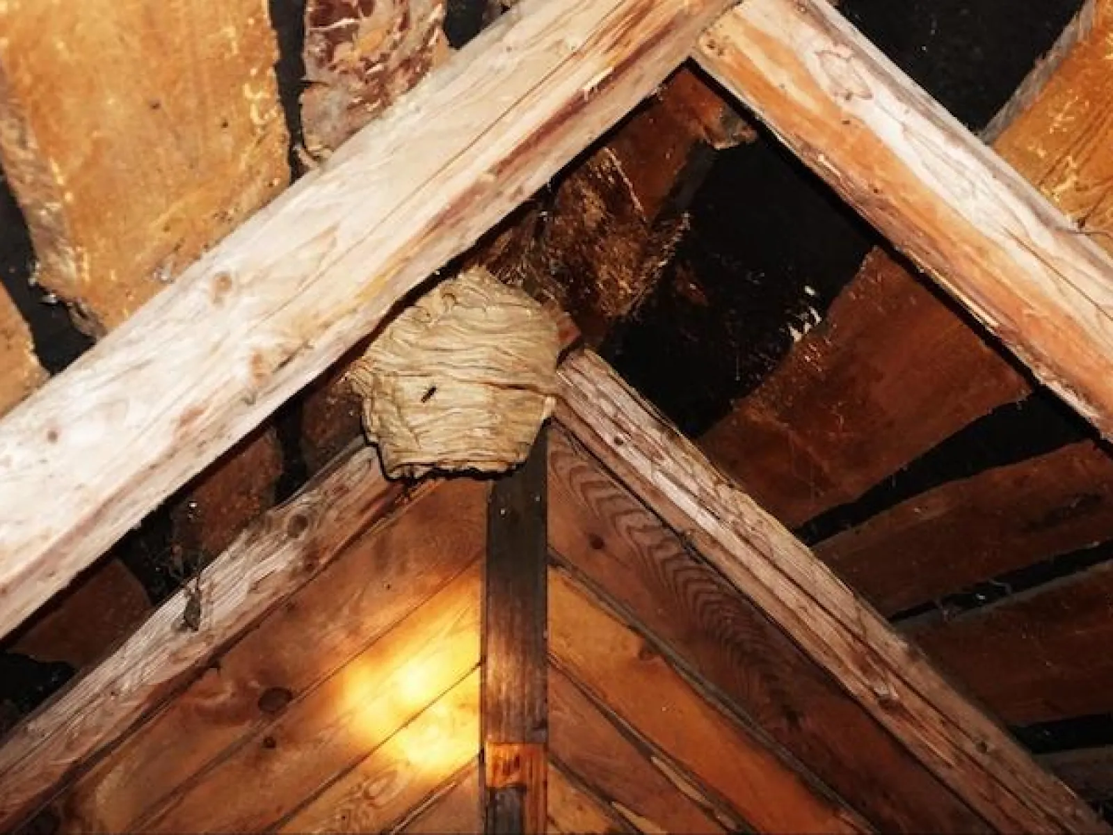 Гнездо шершней на чердаке. Берилл осиное гнездо. Шершиное гнездо на чердаке. Как избавиться от шершней на чердаке дома. Гнездо шершней на чердаке.