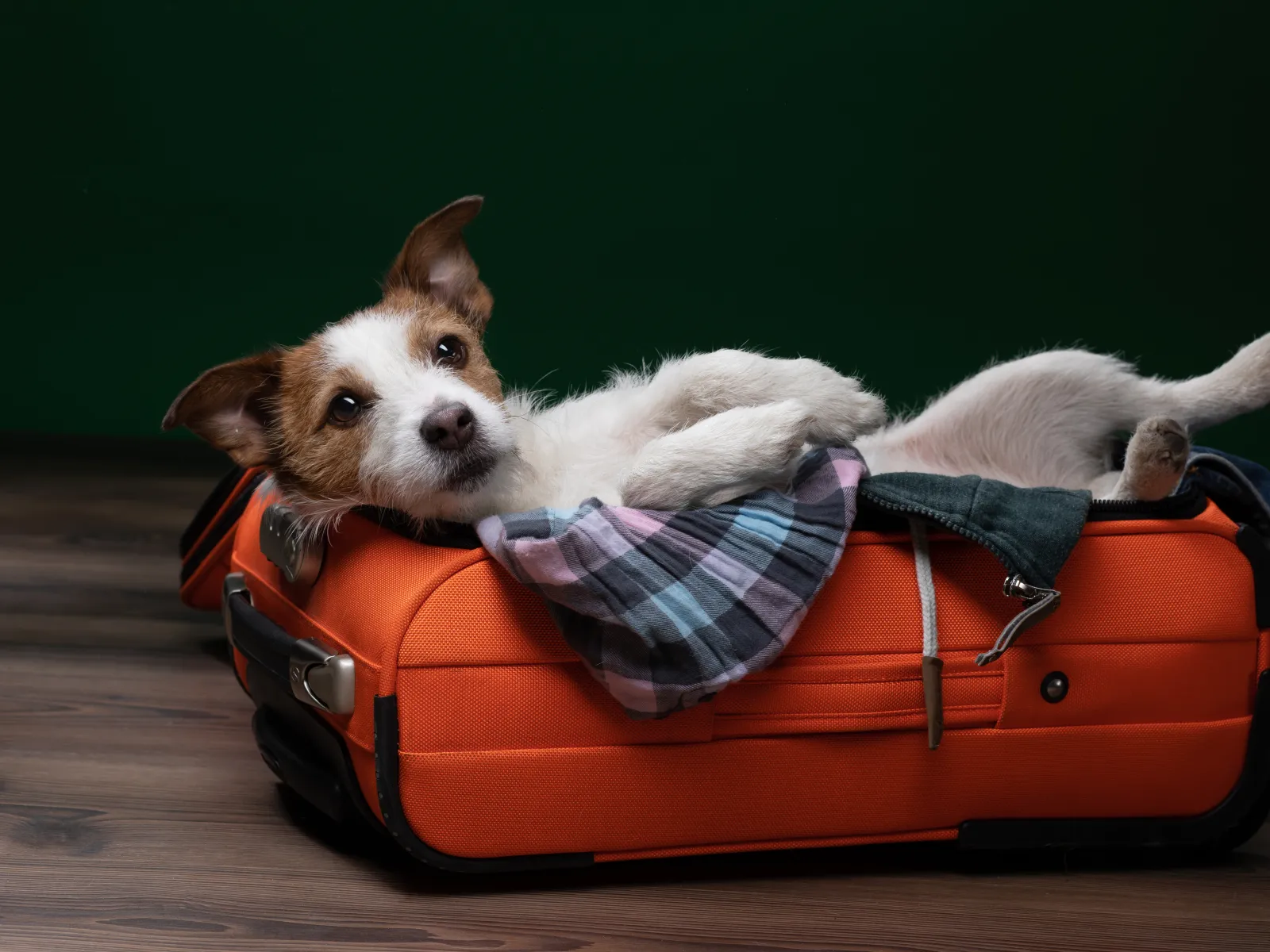 a dog lying on top of a suitcase