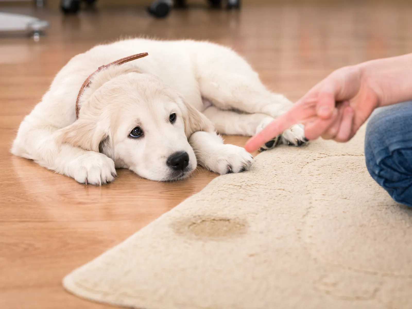 dog behavior potty