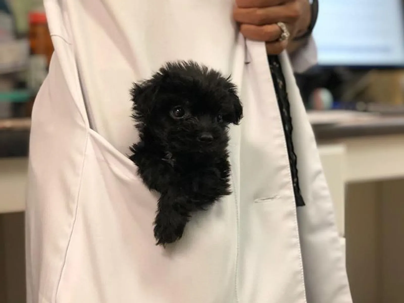 a dog wearing a costume