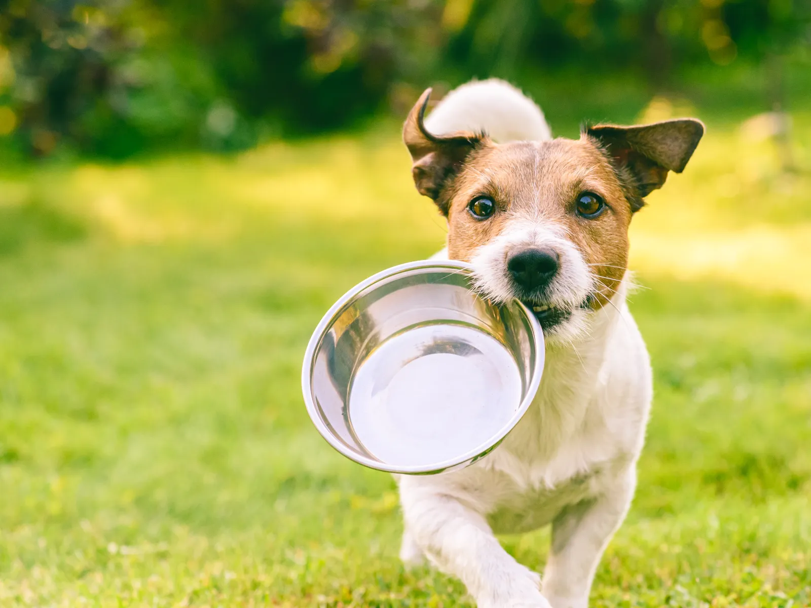 Dog medication & Nutrition