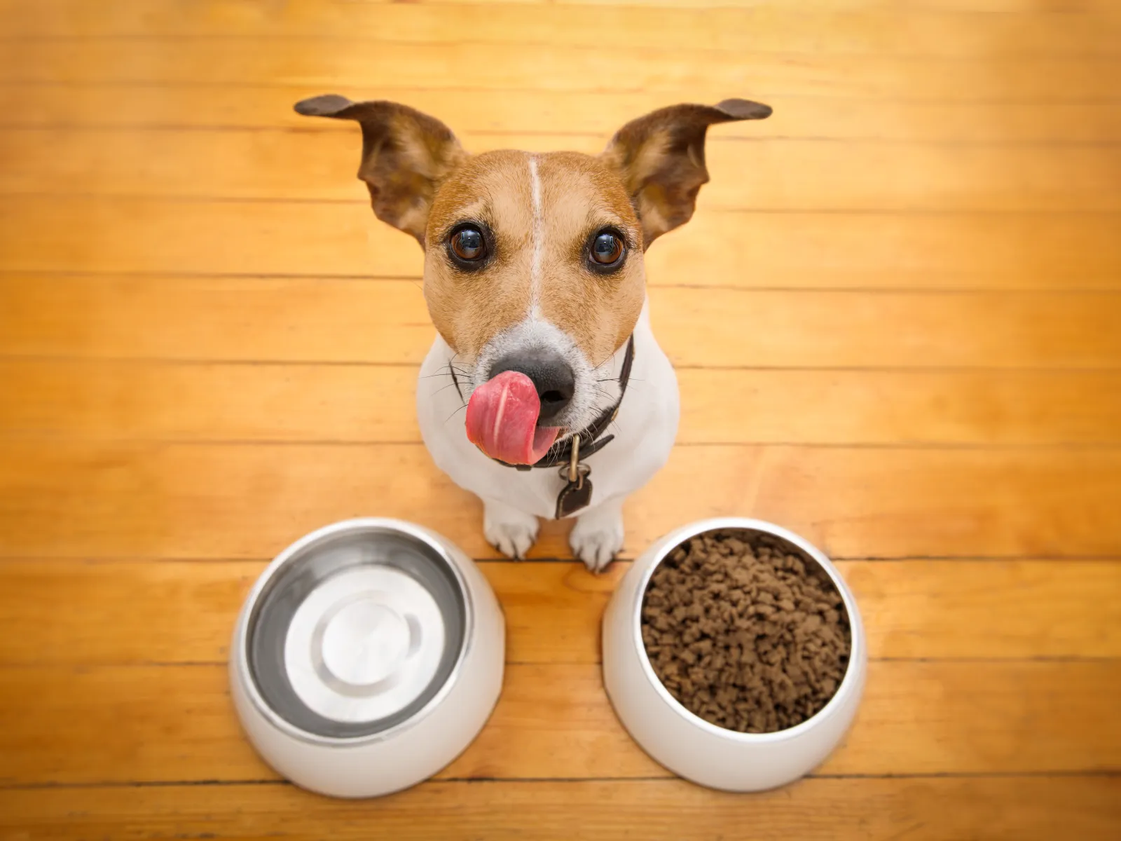 a brown and white dog looking at the camera