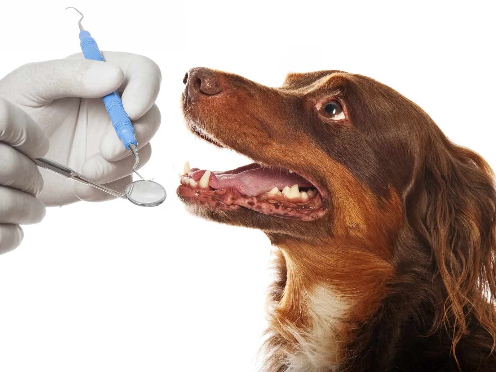 a dog getting a dental exam