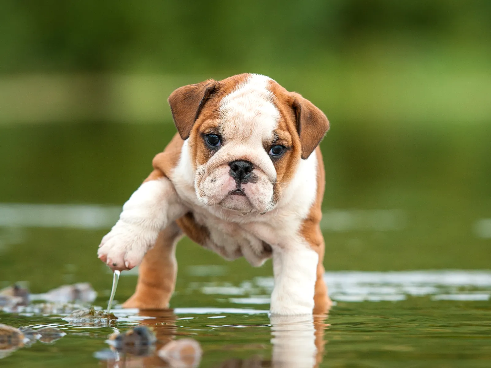What are the benefits of crate training dogs?