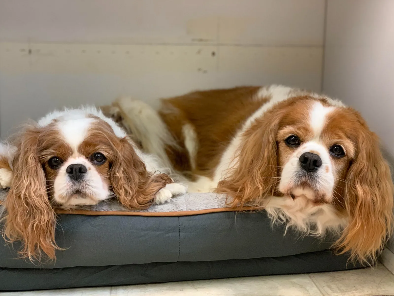 Dogs boarding at 4 paws animal hospital