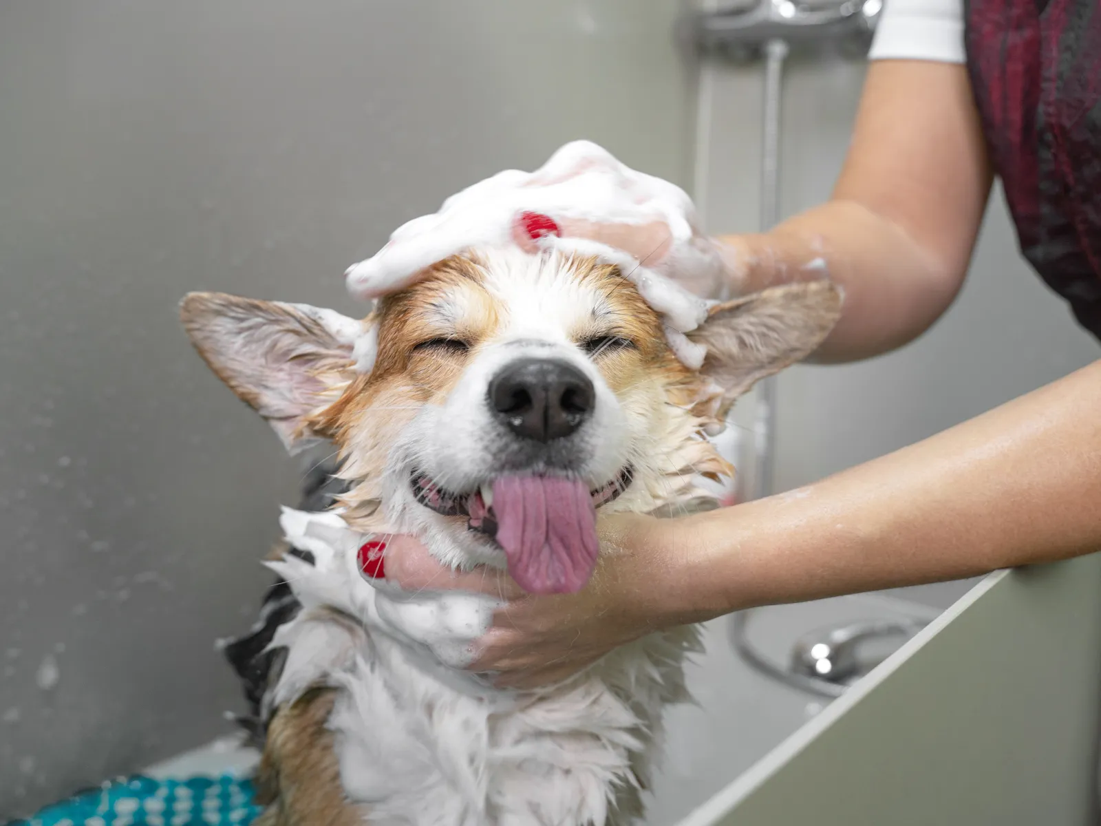 a person holding a dog