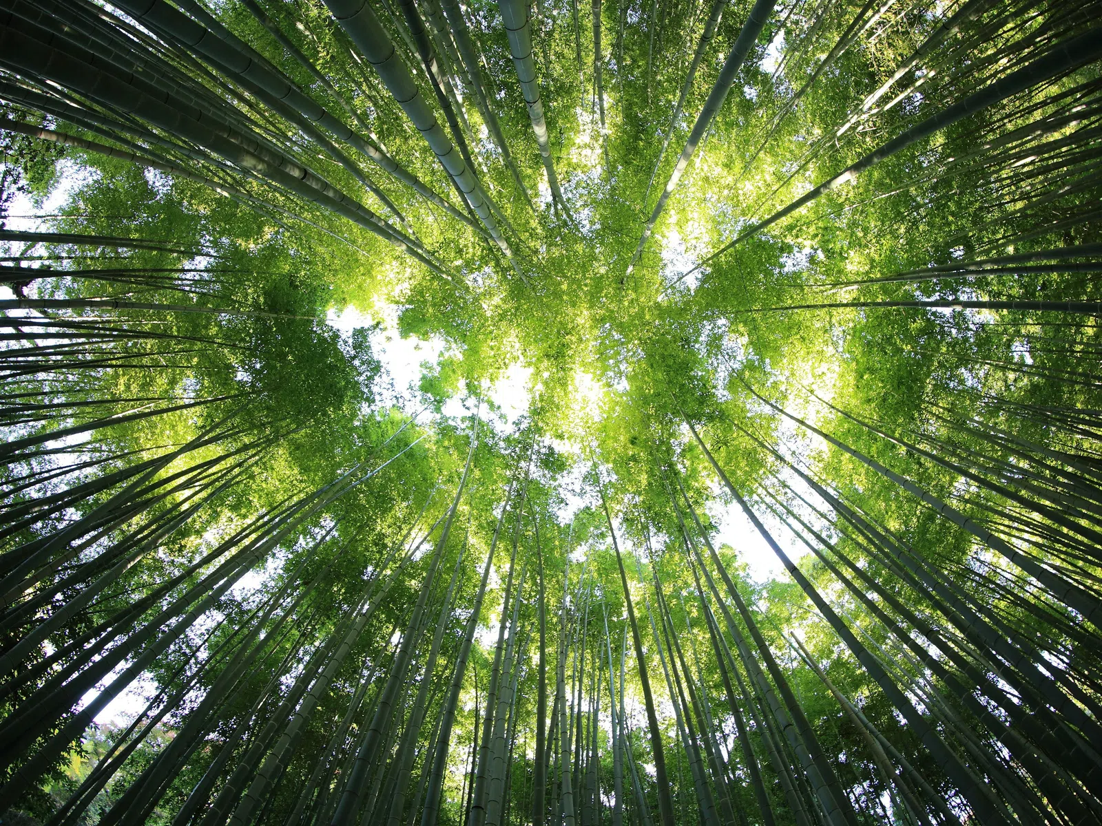 View looking up at tall green bamboo stalks with sunlight filtering through leaves in a forest.