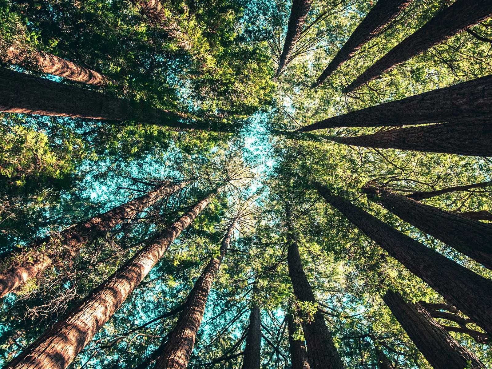 Tall trees with green foliage viewed from below against a bright blue sky in a forest.