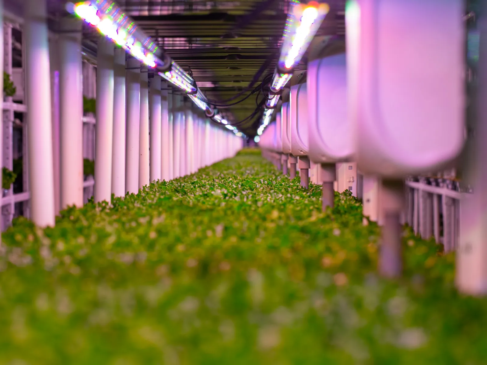 Indoor vertical farm rows with LED lights growing lush green leafy plants in a controlled environment