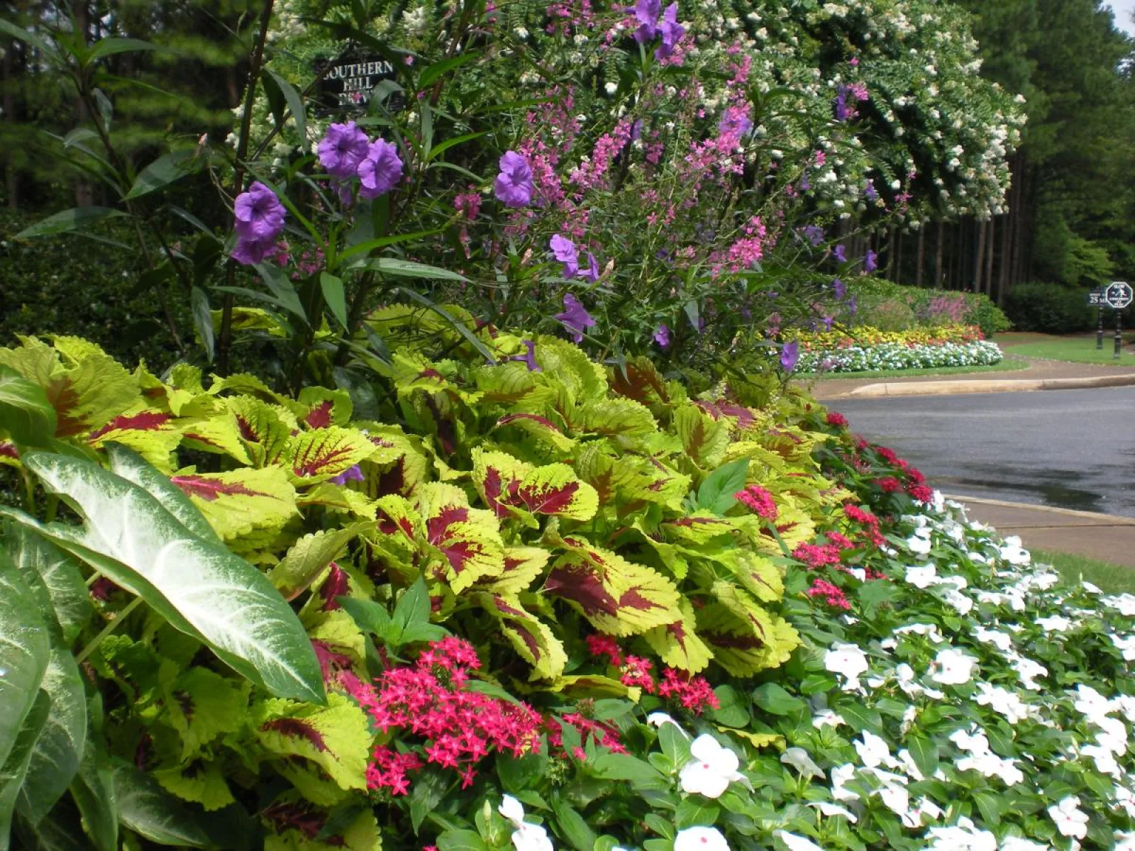 a large purple flower is in a garden