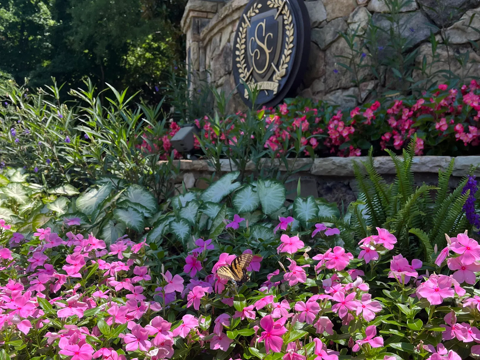 Bright pink flowers with green leaves in a garden bed near a stone wall featuring a decorative emblem.