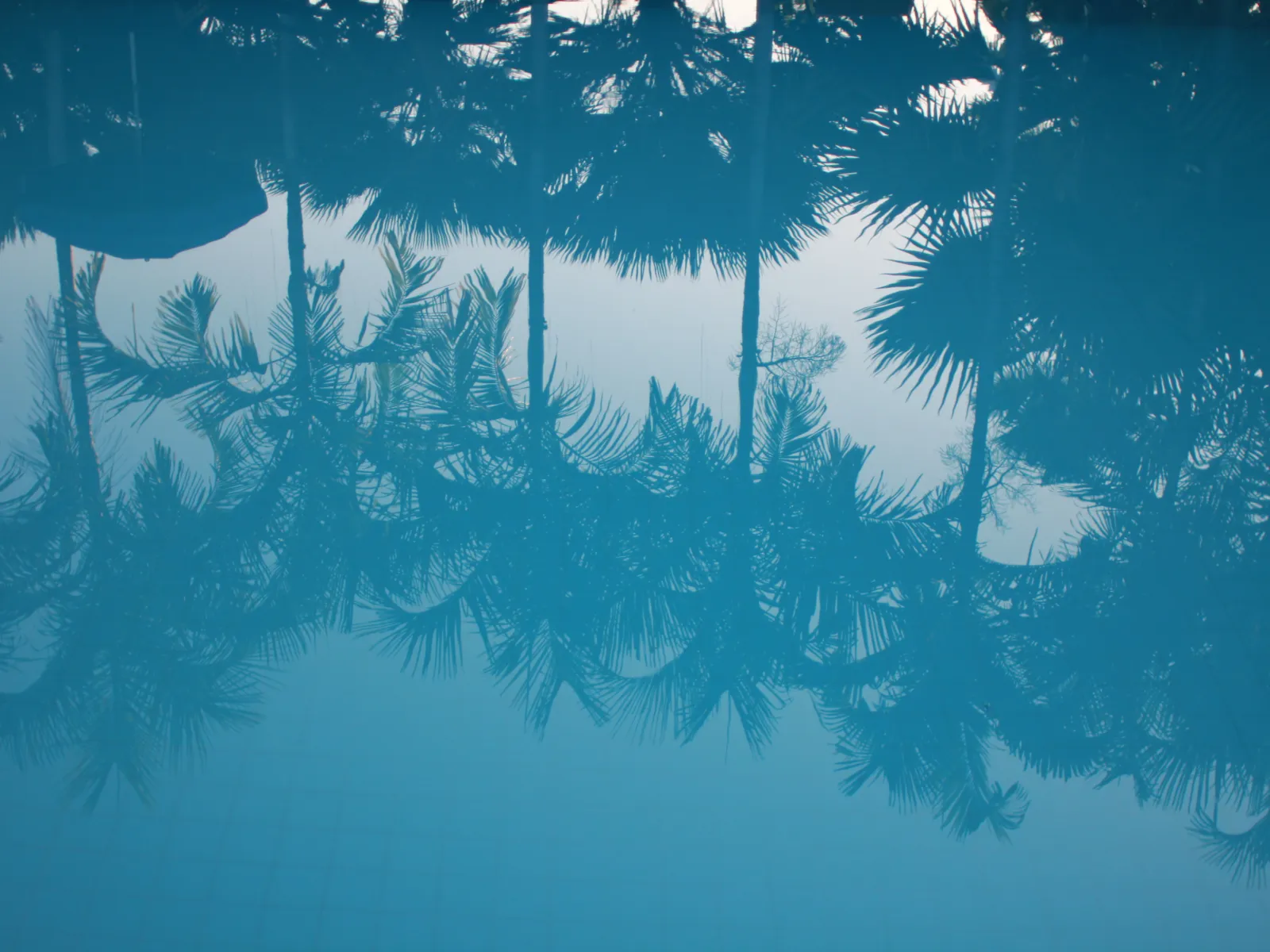 palm trees reflection in pool