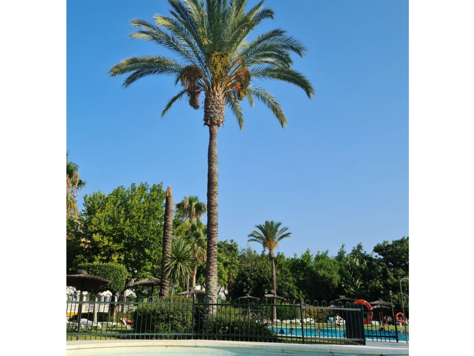 a pool with palm trees and a fence around it