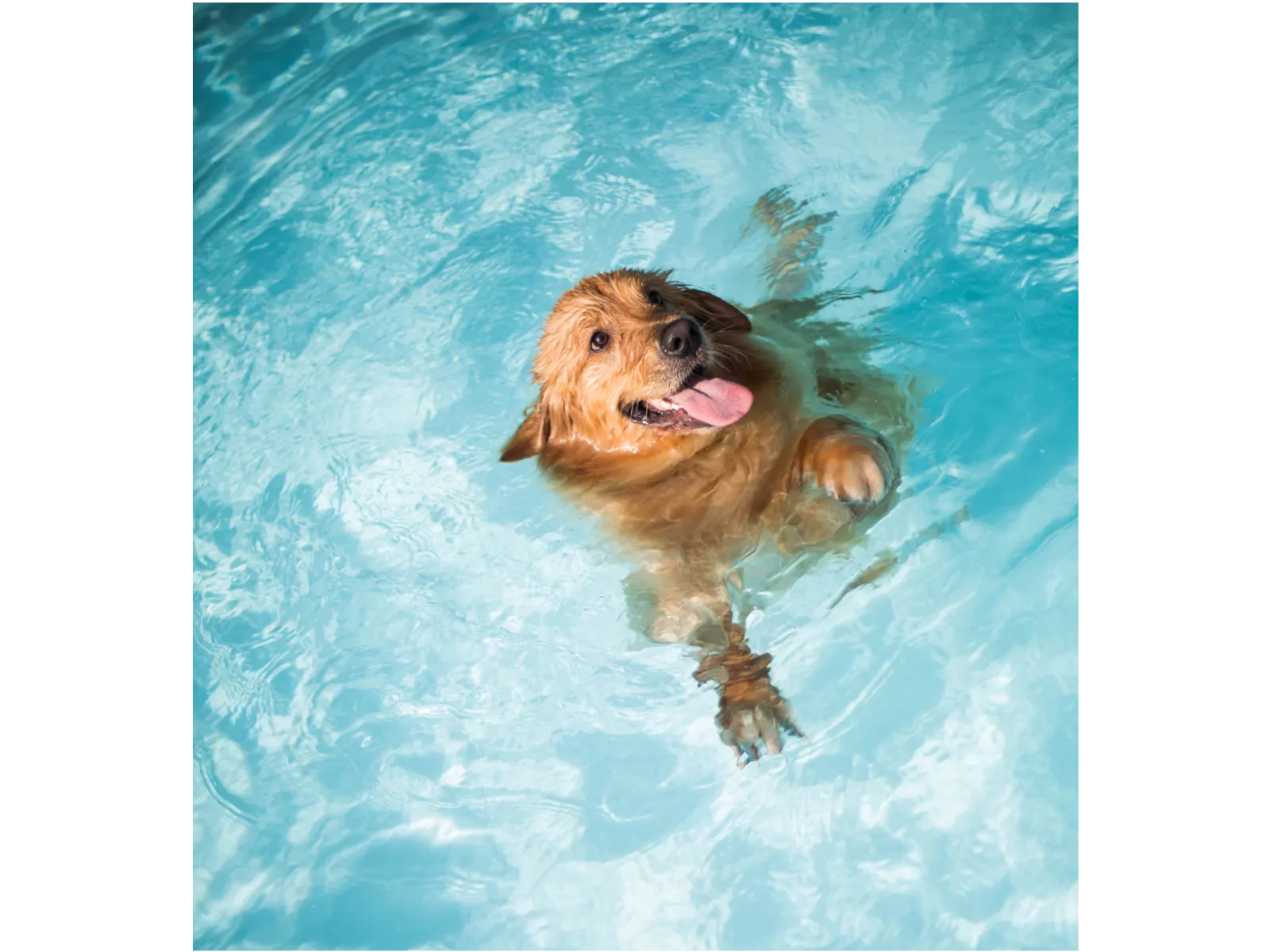 a dog in the water
