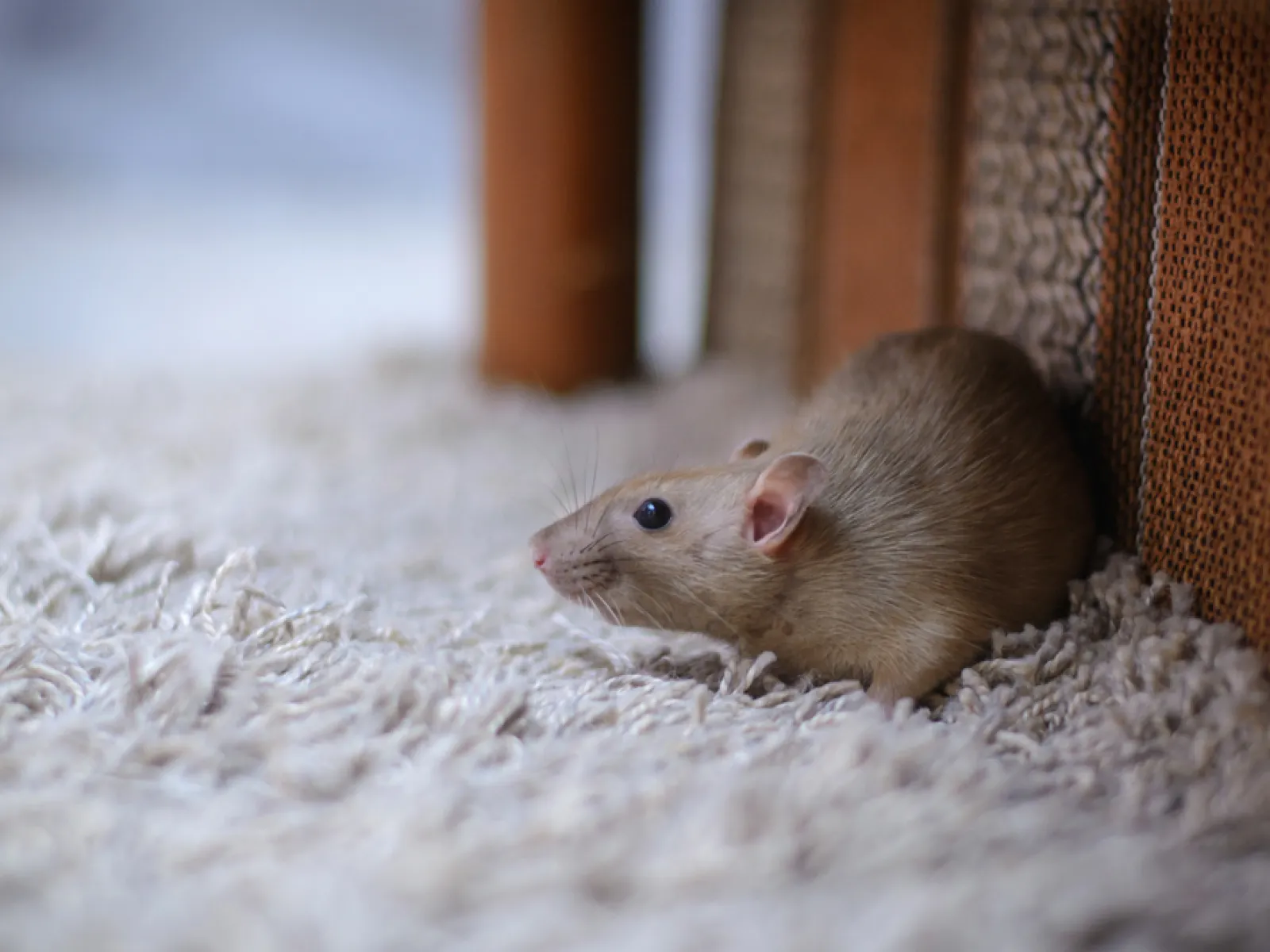 Light brown rat resting on a beige fluffy carpet near woven furniture indoors.