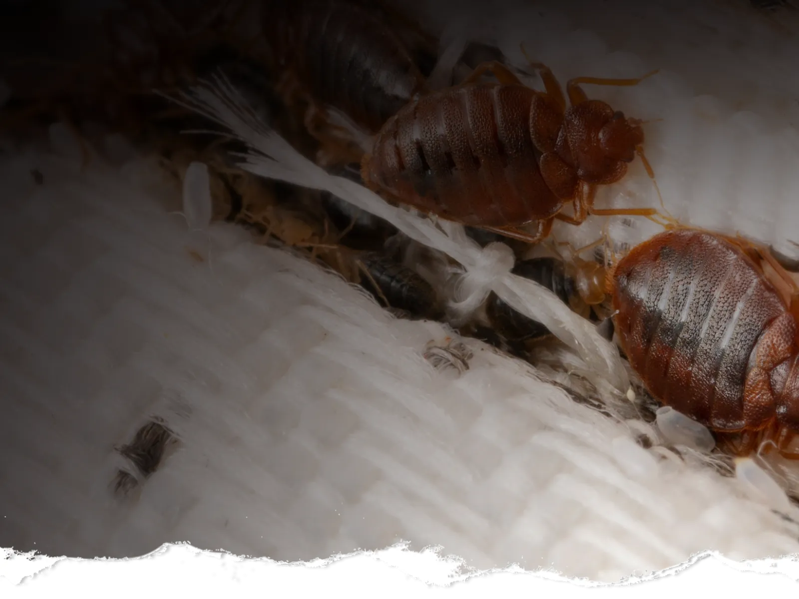 Close-up of bed bugs on white fabric showing their reddish-brown bodies and legs in detail.