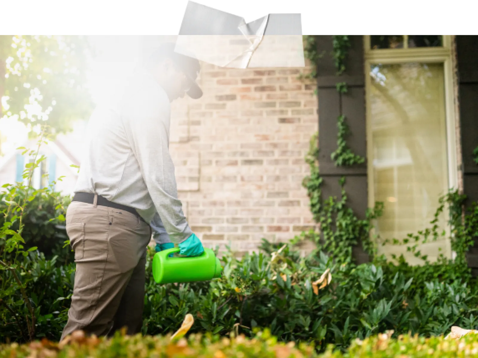 Man wearing gloves applying chemicals to plants outside a home with brick wall and window in background