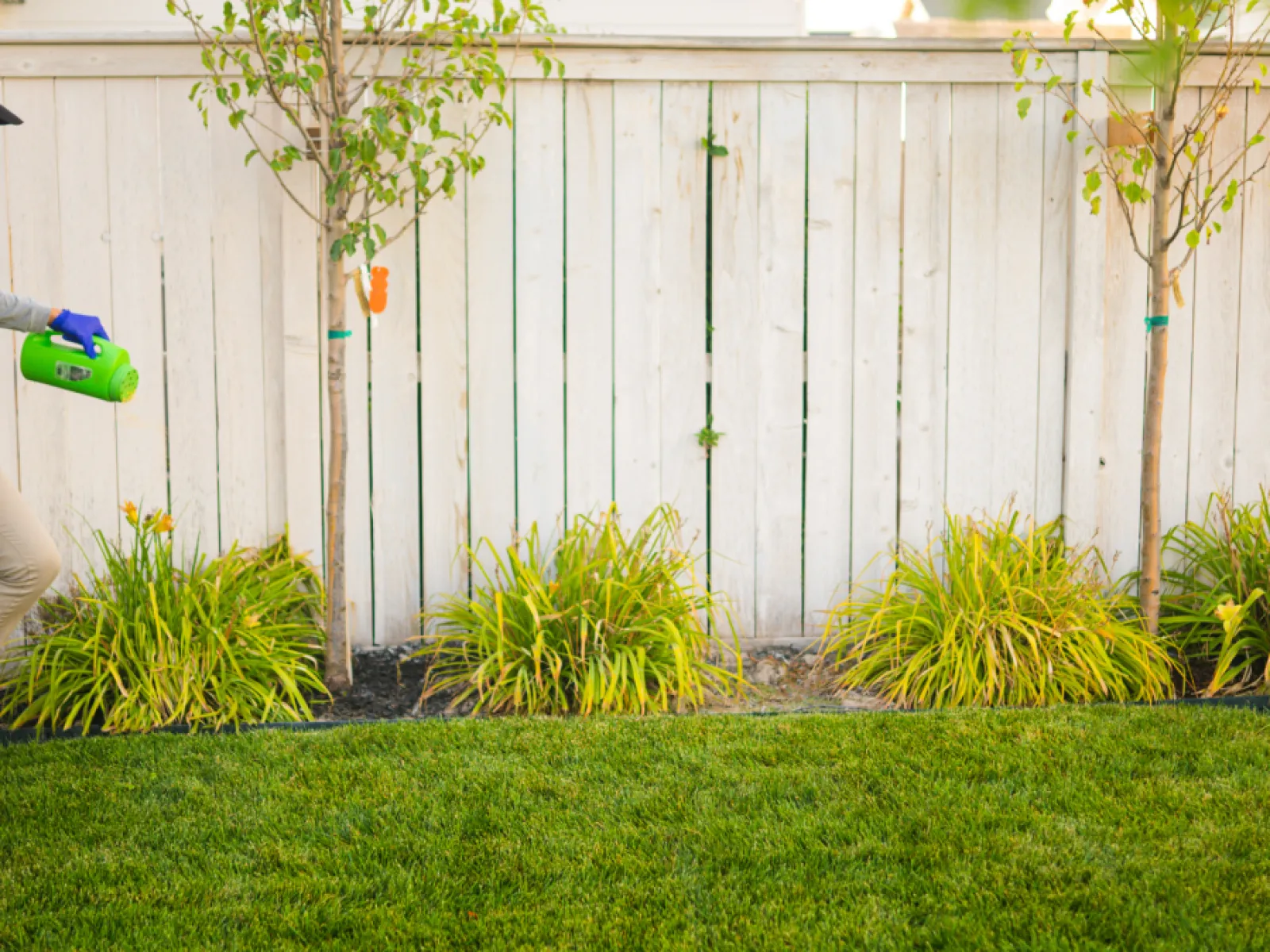 a technician treating shrubs for pests