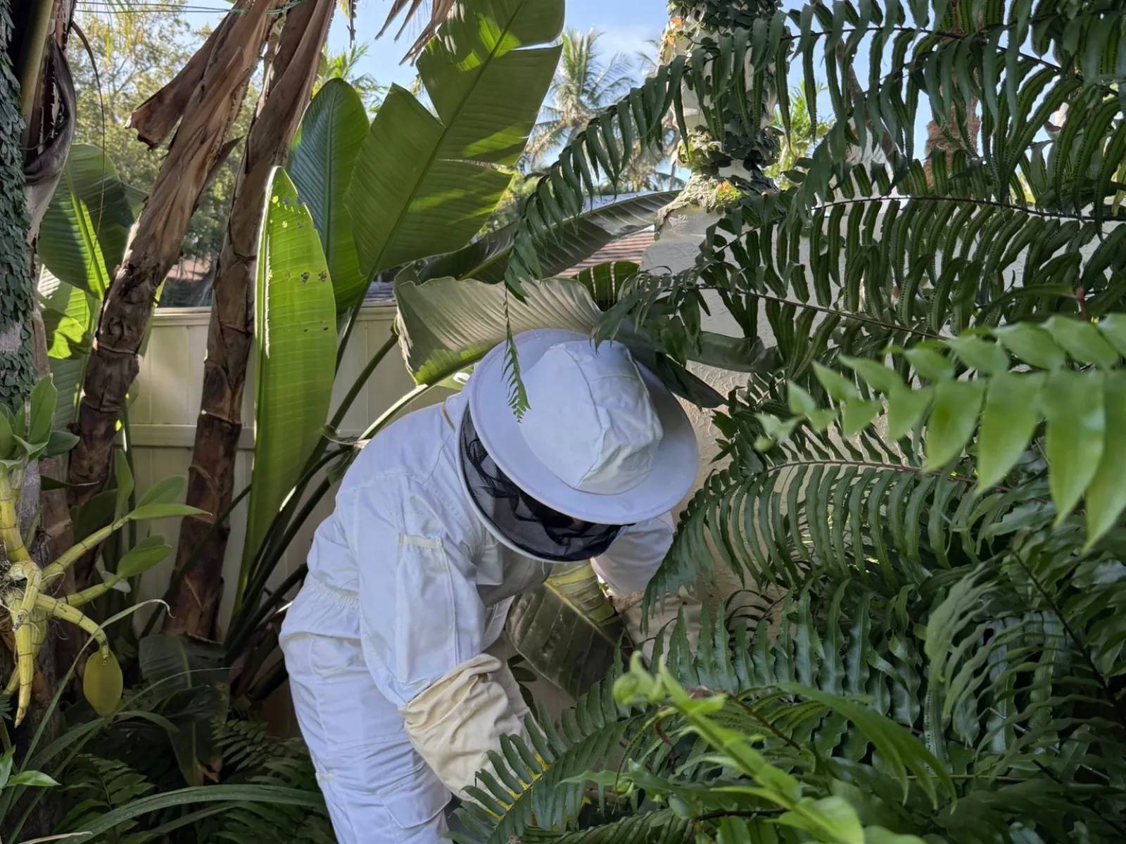 Person in white protective bee suit inspecting plants surrounded by lush green tropical foliage in daylight