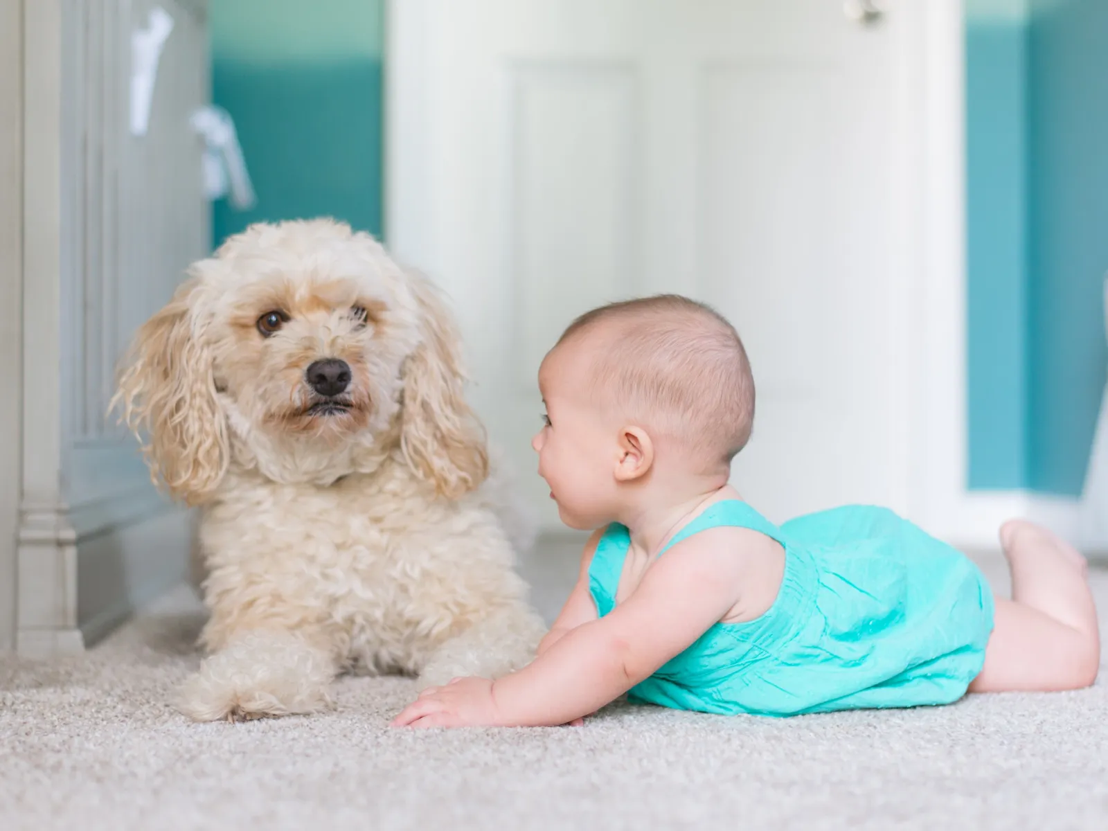 a baby and a dog