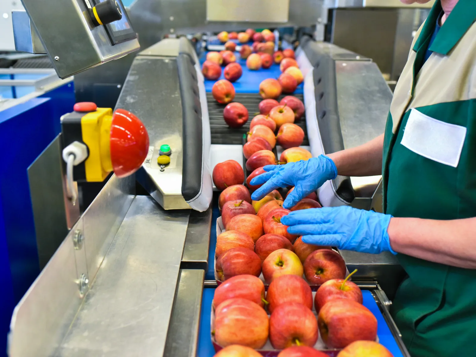 Apples being sorted on a conveyor belt during processing in a packing facility.
