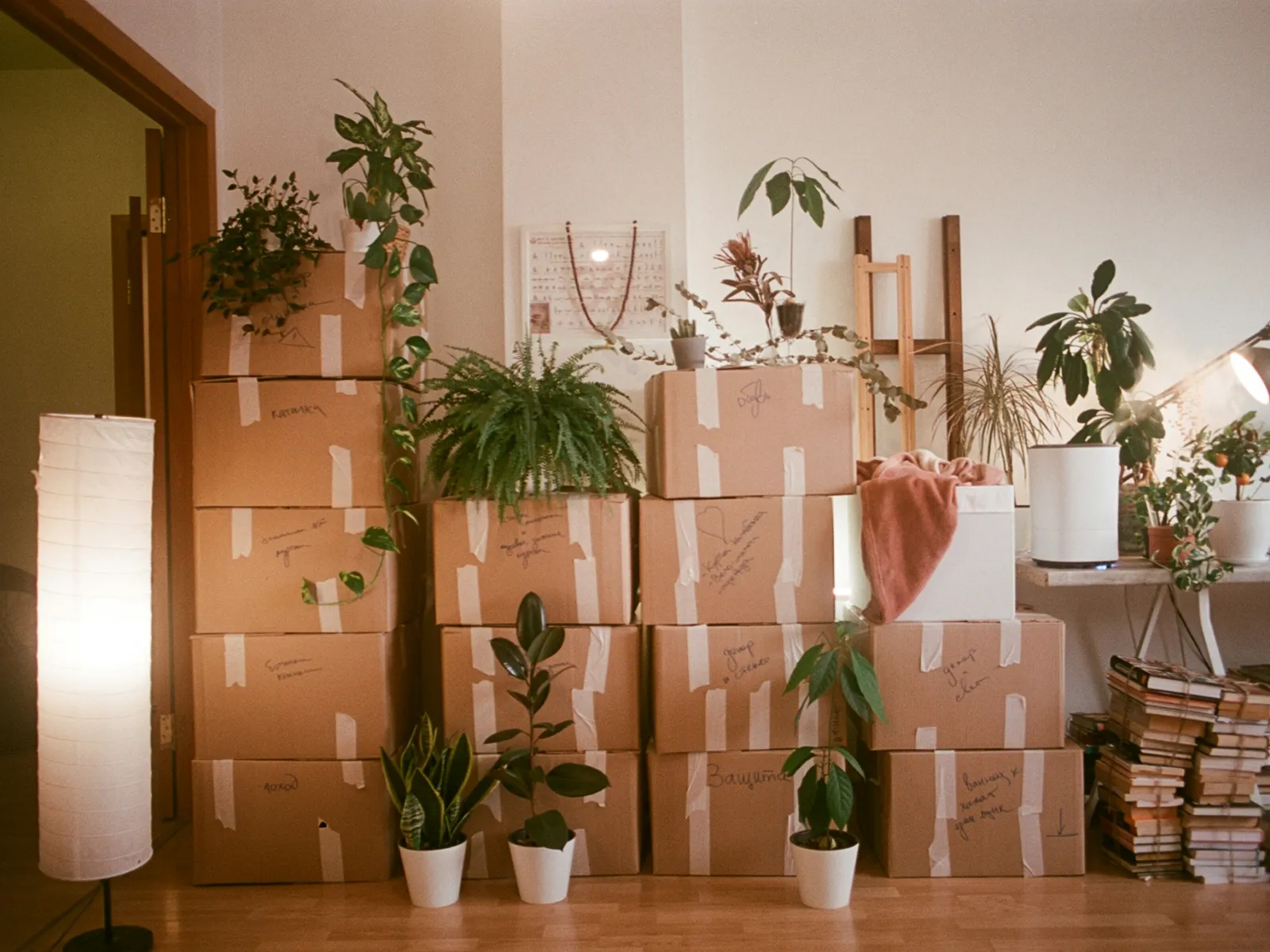 Stacked cardboard moving boxes surrounded by potted plants and a floor lamp in a cozy room.