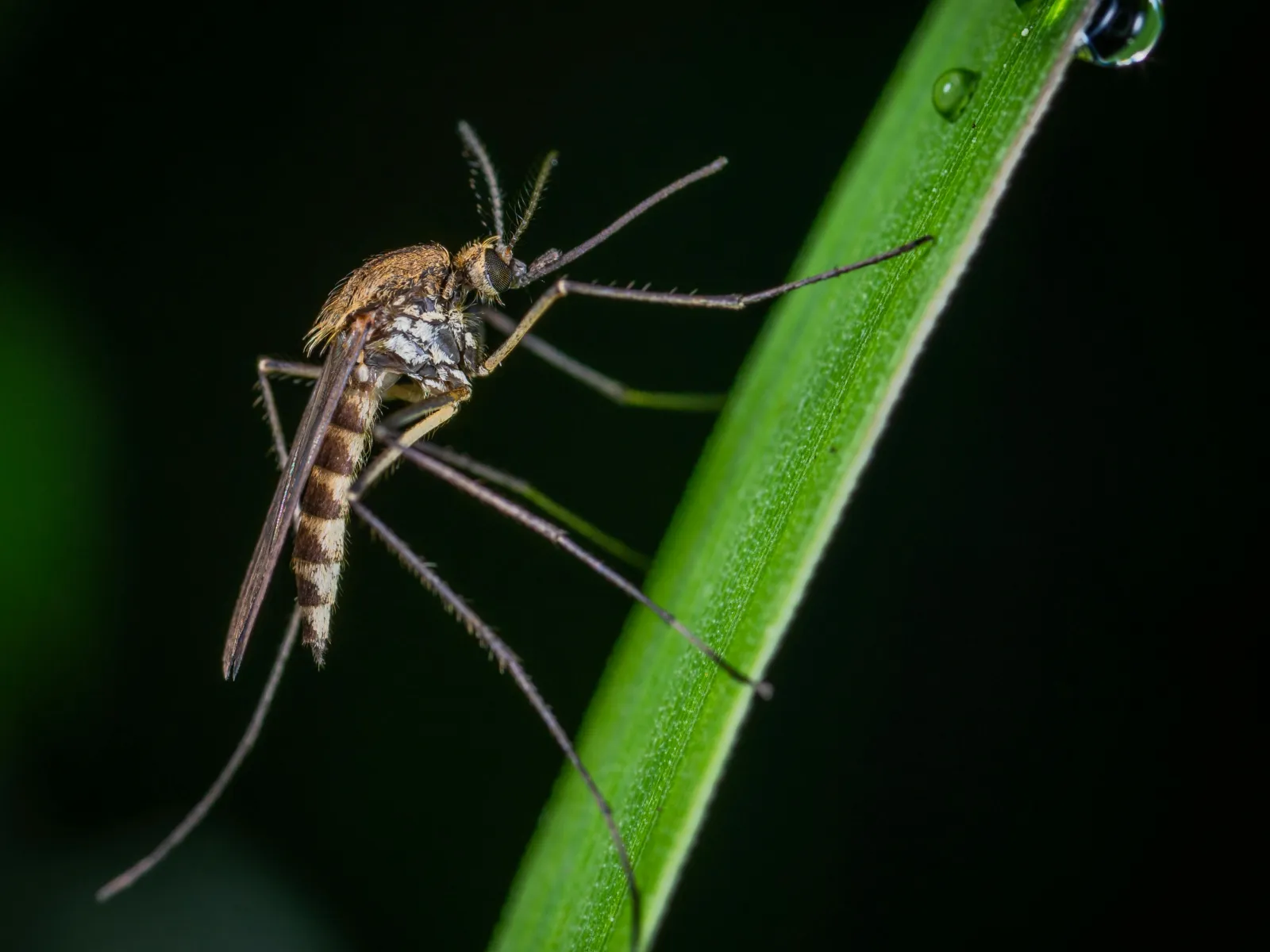 a bug on a leaf