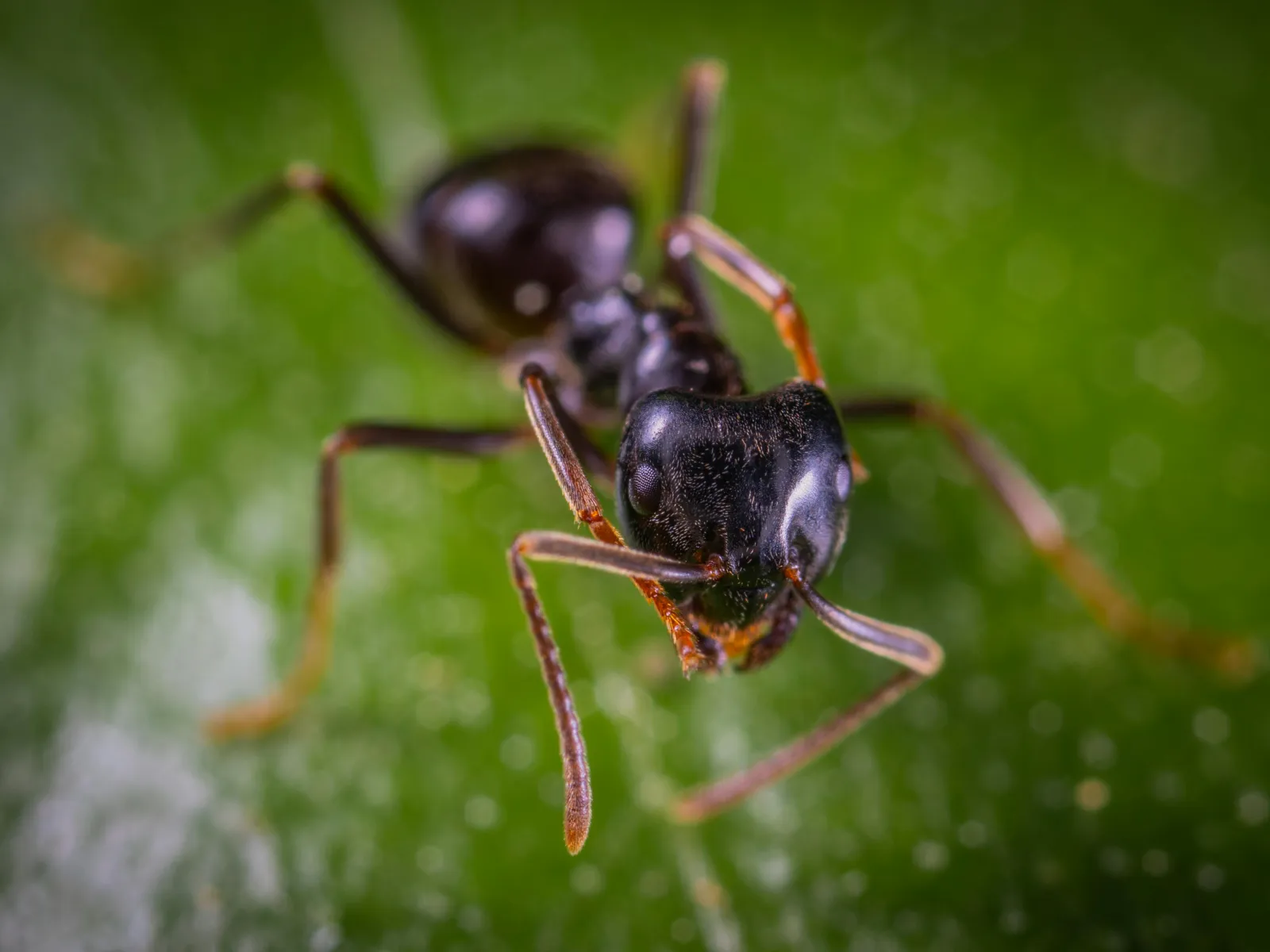 a close up of a bug