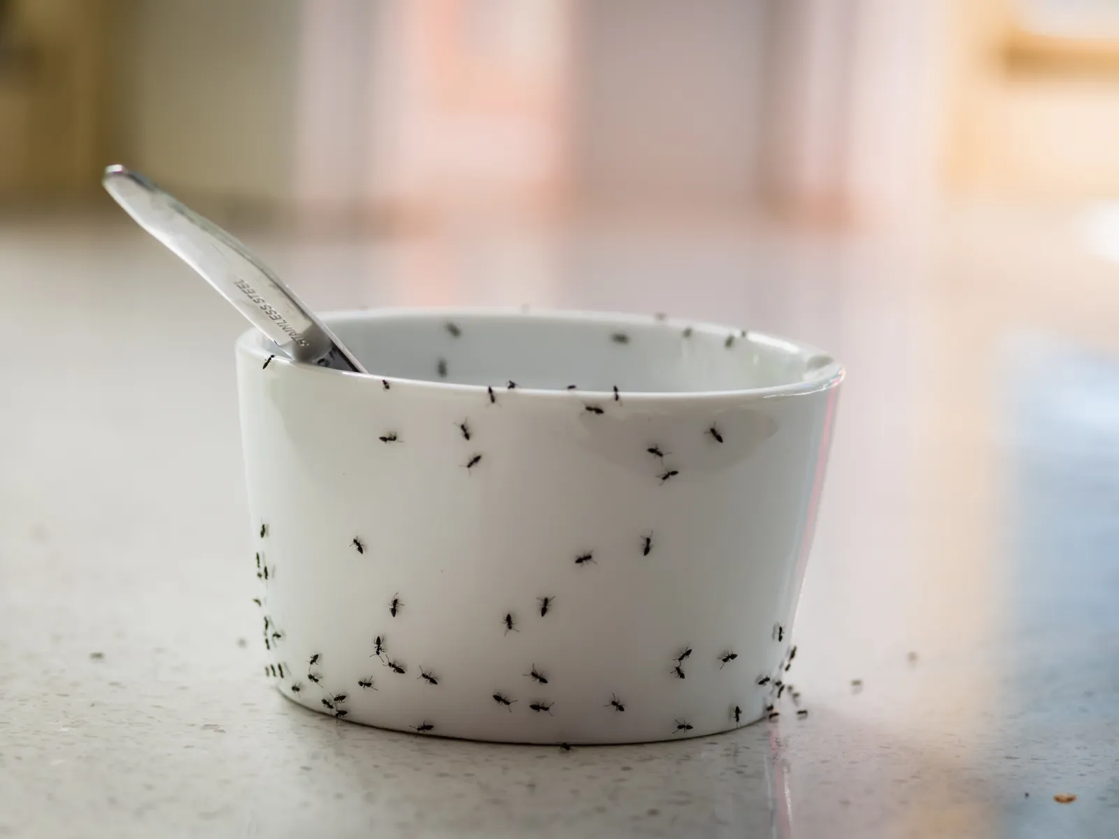 White bowl with a spoon covered by numerous small black ants on a countertop in soft light