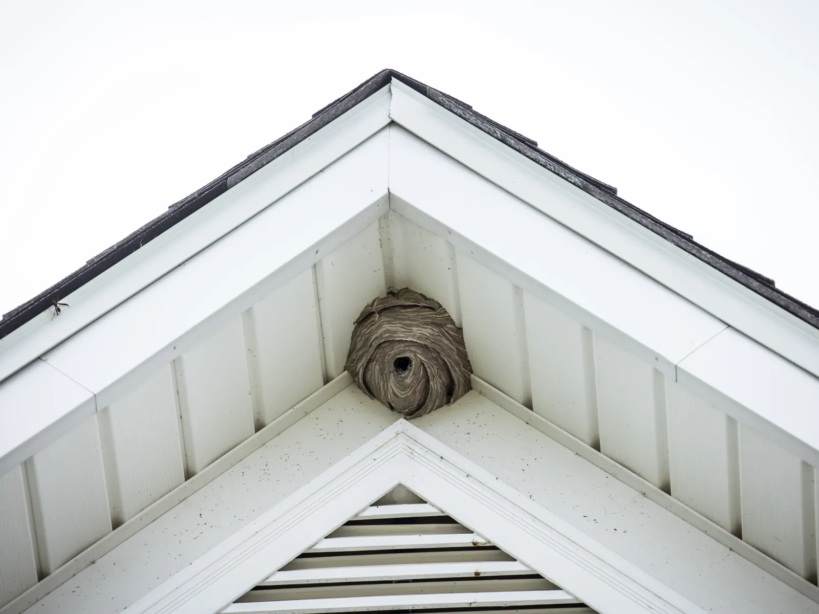 Large wasp nest built in the corner of a white house roof under the eave against a clear sky.