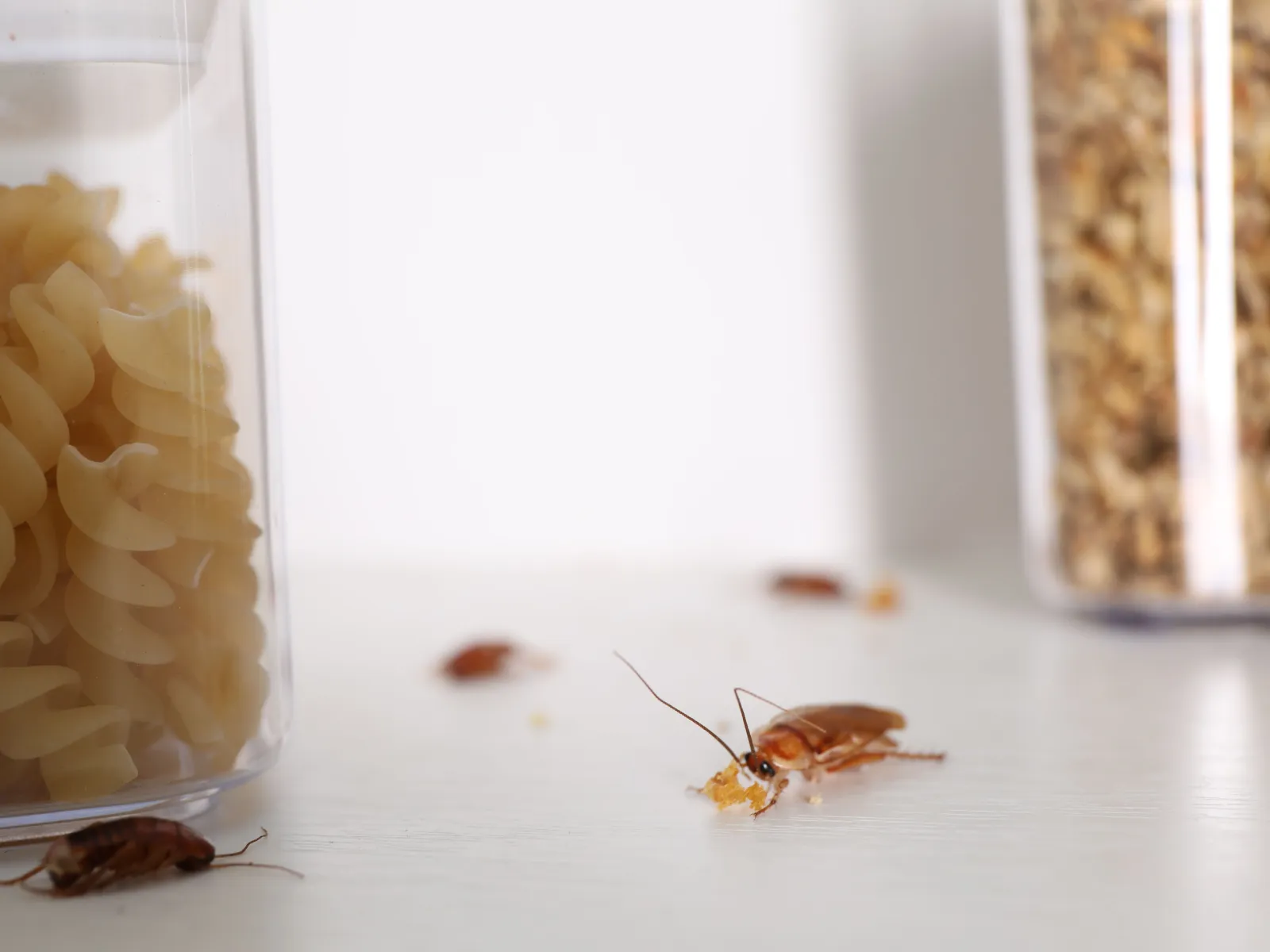 Cockroaches crawling on a kitchen counter near containers of pasta and cereal, indicating an infestation.