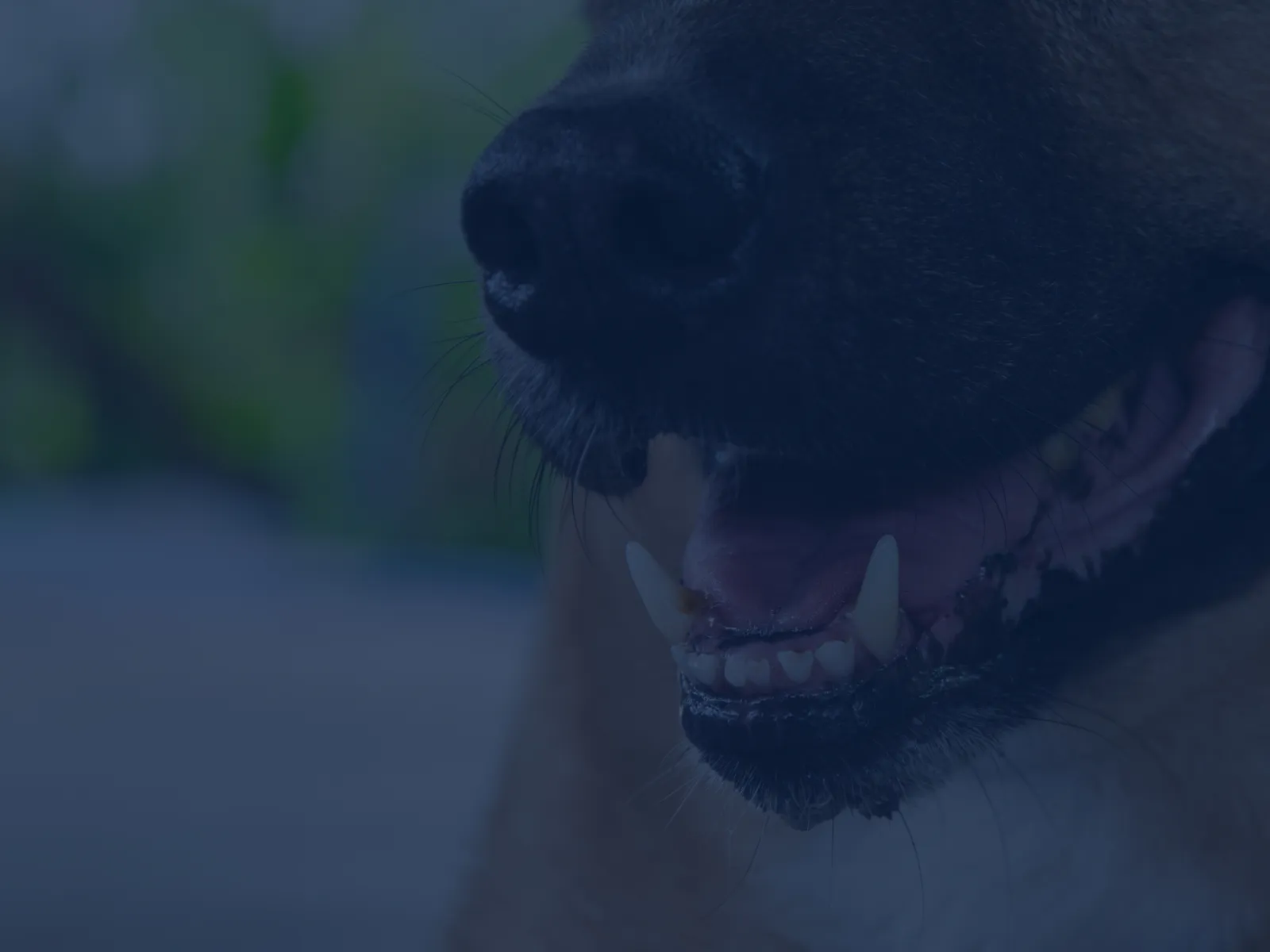 Close-up of a dog's open mouth showing sharp canine teeth and black nose against a blurred background