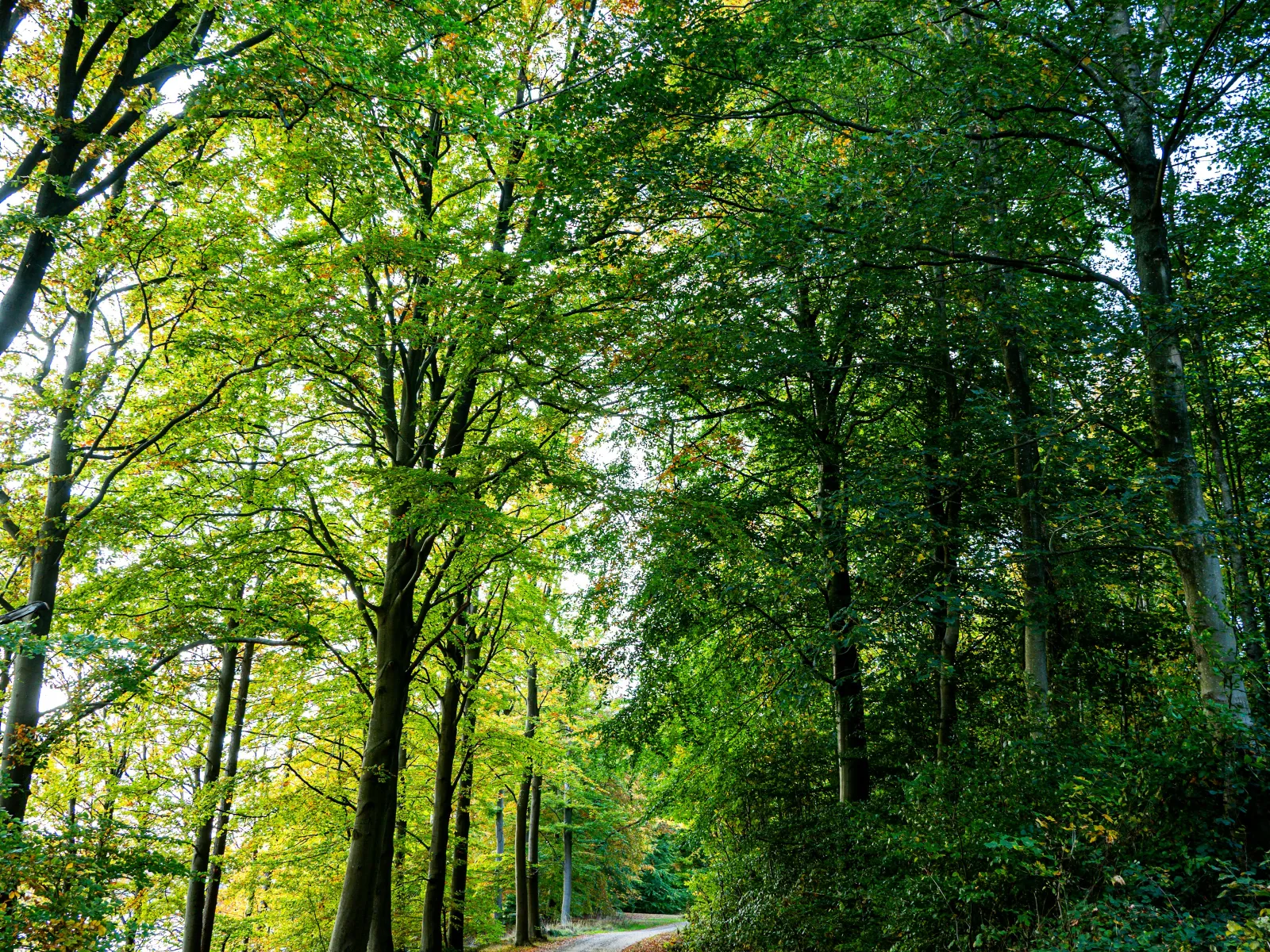 Home Inspectors in Forest City, NC, Rutherford County, 28043 Home Inspections, Certified Home Inspectors, Residential and Commercial Home Inspections in Forest City, NC, Rutherford County, 28043