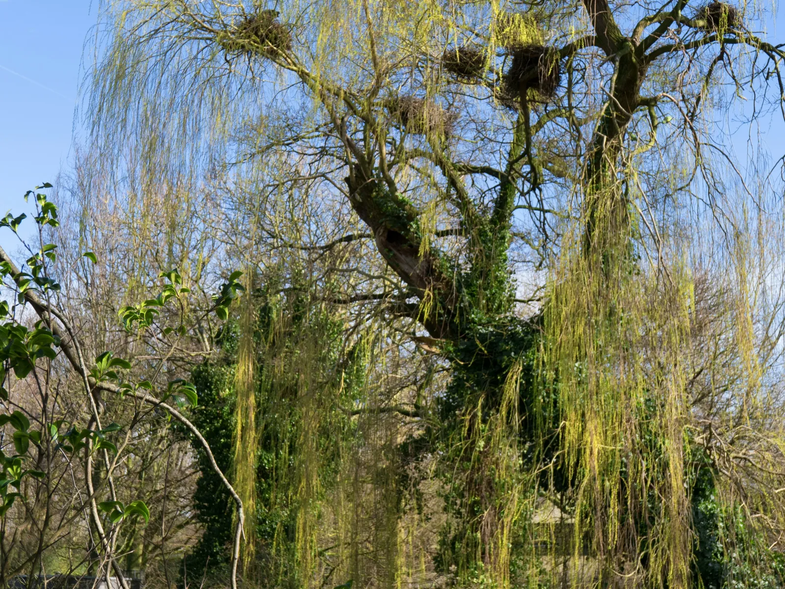 Home Inspectors in Willow Spring, NC, Wake/Johnston, 27592 Home Inspections, Certified Home Inspectors, Residential and Commercial Home Insulations in Willow Spring, NC, Wake/Johnston, 27592