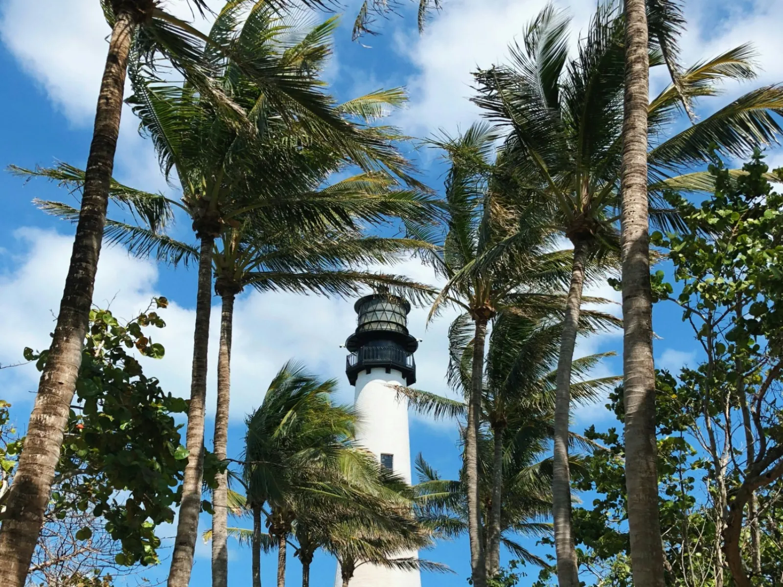 Tall white lighthouse framed by palm trees lining a paved path under a blue sky with clouds.