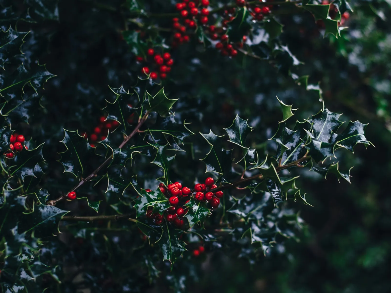 LunsPro's certified inspectors are available 7 days a week to serve the entire Holly Springs community and surrounding areas. We proudly perform property inspections in Cherokee County and neighboring regions, including Cobb, Bartow, and Fulton counties.  Our Holly Springs professional home inspections include a comprehensive structural and mechanical evaluation of resale homes, covering the foundation, interior, exterior, roof, attic, plumbing, electrical, HVAC, water heater, and more. We conduct radon testing in Holly Springs, providing highly accurate 48-hour tests. Additionally, our termite, pest, and rodent evaluations are performed by a separate licensed pest inspector. We offer additional services in the Holly Springs area, including mold testing, stucco inspection, and sewer line evaluation. Our expertise extends beyond residential homes; we also specialize in new construction and commercial property inspections in Holly Springs.