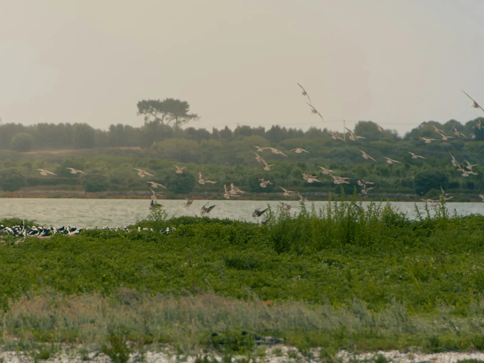 Home Inspectors in Wilmington Island, Wilmington Island Home Inspections, Certified Home Inspectors, Residential and Commercial Home Inspections in Wilmington Island