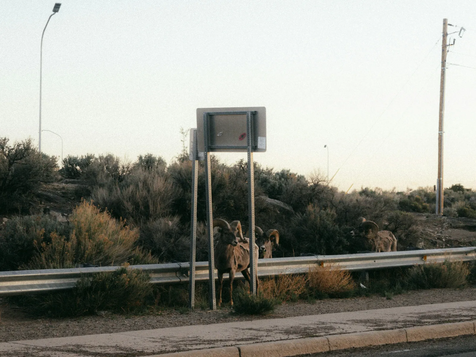 Bighorn sheep standing behind a metal roadside guardrail in a desert landscape during early morning.Home Inspectors in Lupton City, Tennessee, Hamilton County, 37351 Home Inspections, Certified Home Inspectors, Residential and Commercial Home Inspections in Lupton City, Tennessee, Hamilton County, 37351