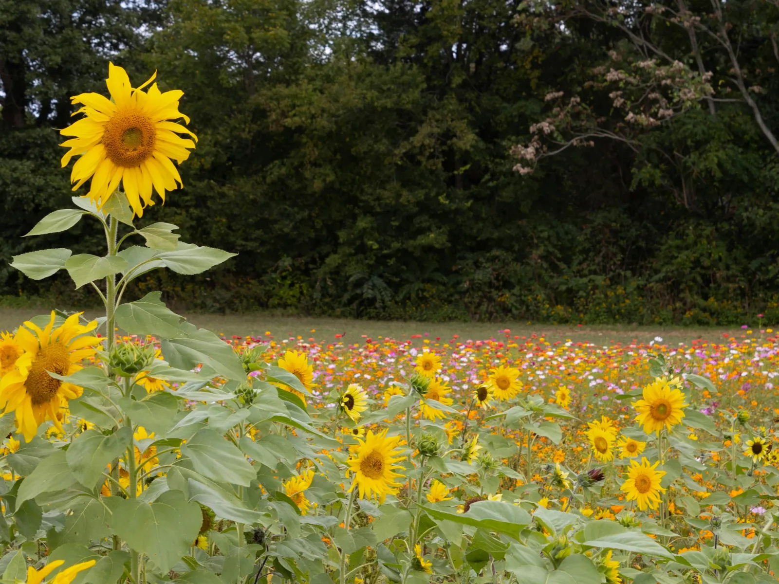 Home Inspectors in Mocksville, NC, Davie, 27028 Home Inspections, Certified Home Inspectors, Residential and Commercial Home Inspections in Mocksville, NC, Davie, 27028