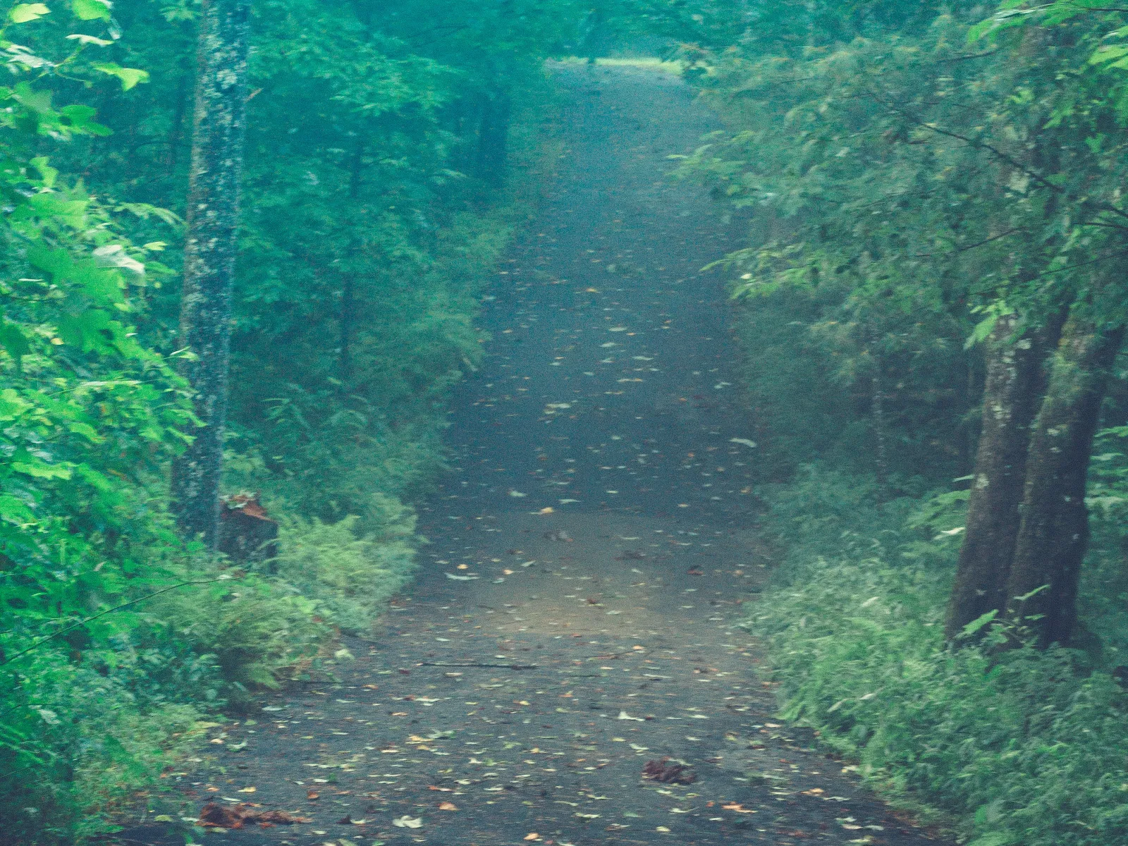 Home Inspectors in Mineral Bluff, GA, Fannin County, 30559 Home Inspections, Certified Home Inspectors, Residential and Commercial Home Inspections in Mineral Bluff, GA, Fannin County, 30559