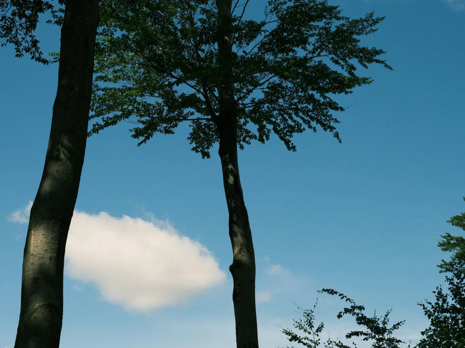 Home Inspectors in Stem, NC, Granville, 27581 Home Inspections, Certified Home Inspectors, Residential and Commercial Home Inspections in Stem, NC, Granville, 27581