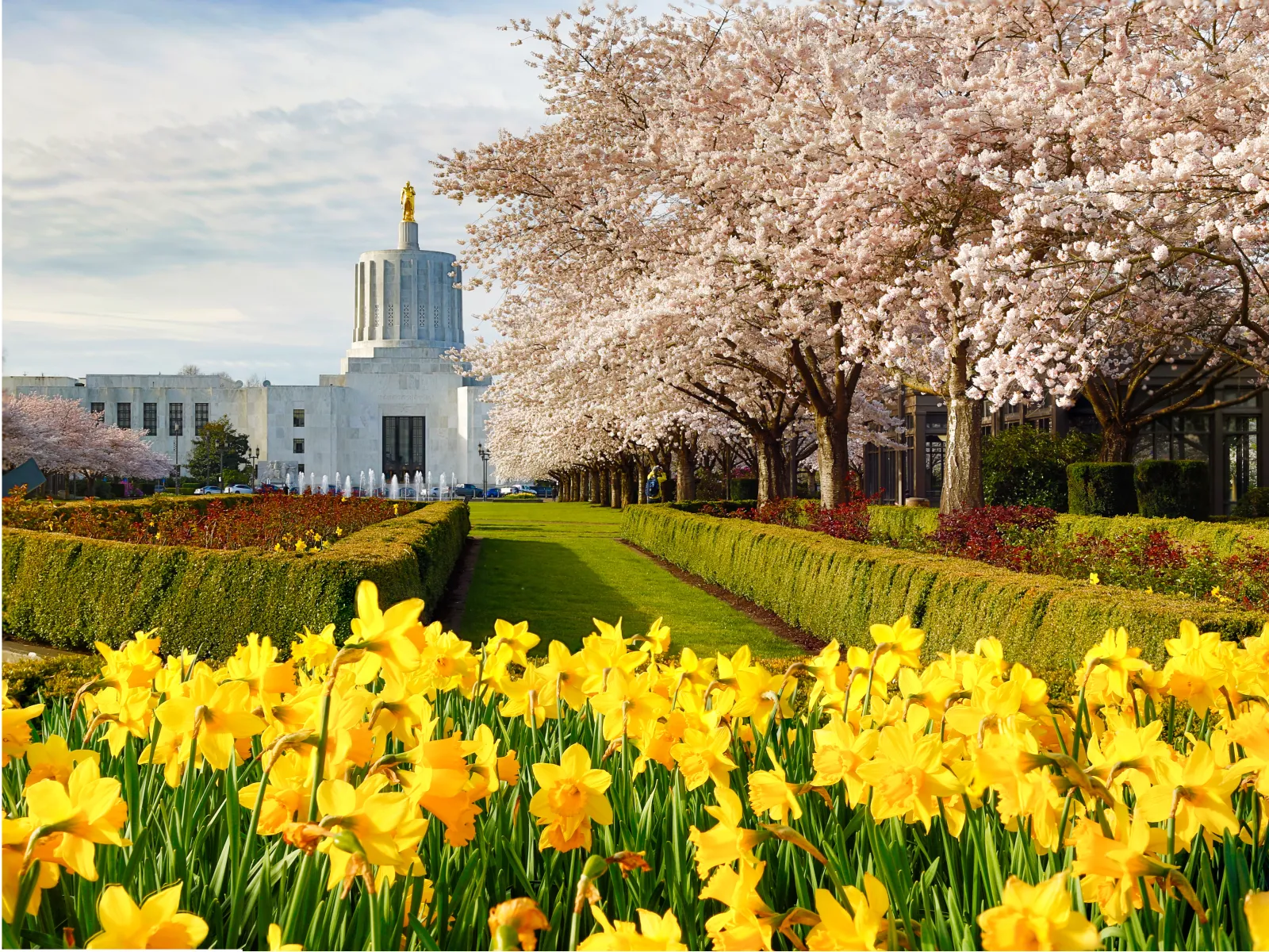 a field of yellow flowers with trees in the back