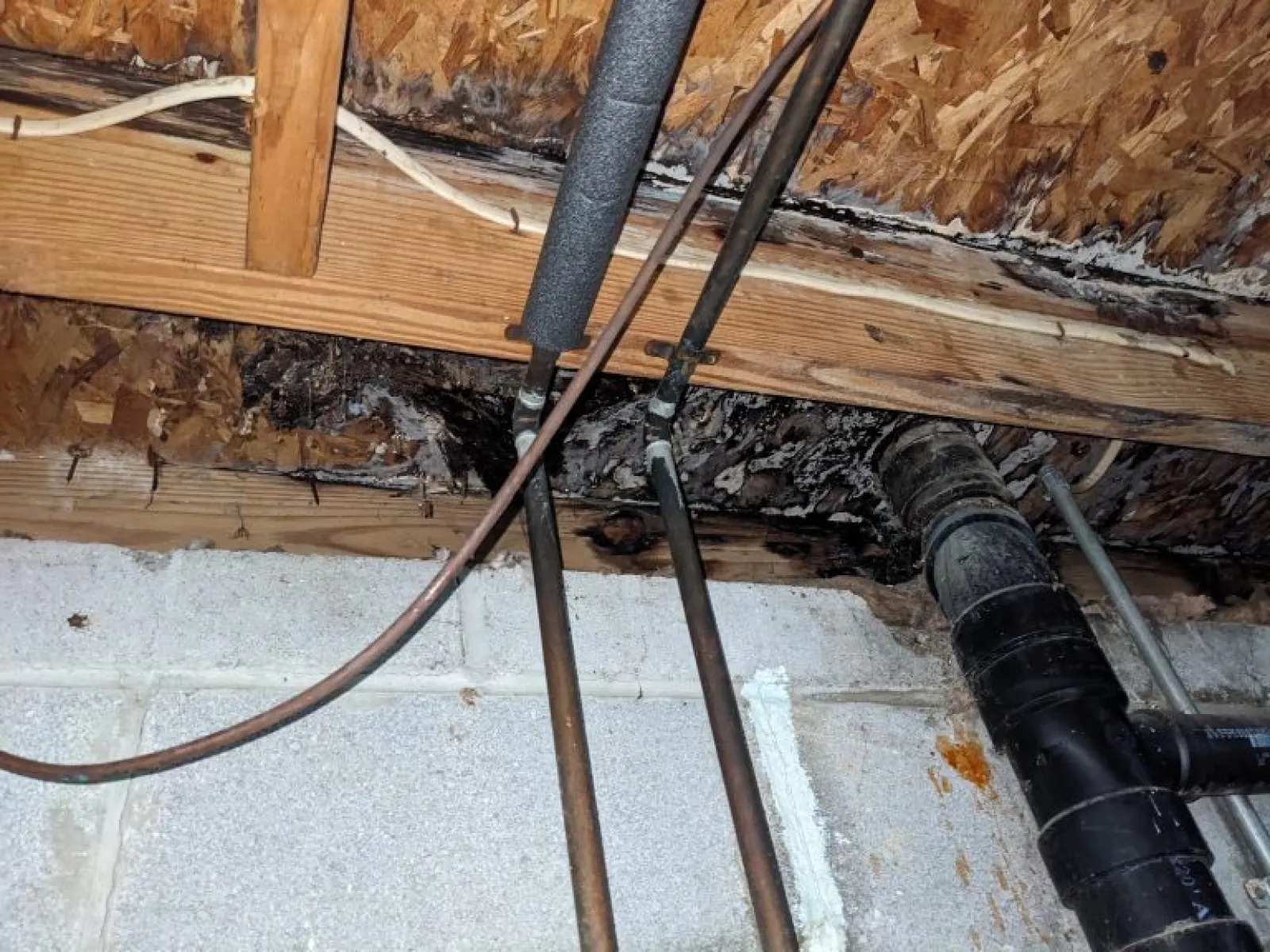Water damage and mold on wooden ceiling beams with exposed pipes in a basement or crawl space area.