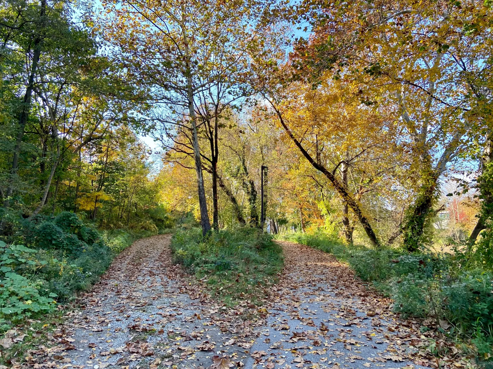 You have two paths in a divorce the flat fee divorce path and the traditional path.