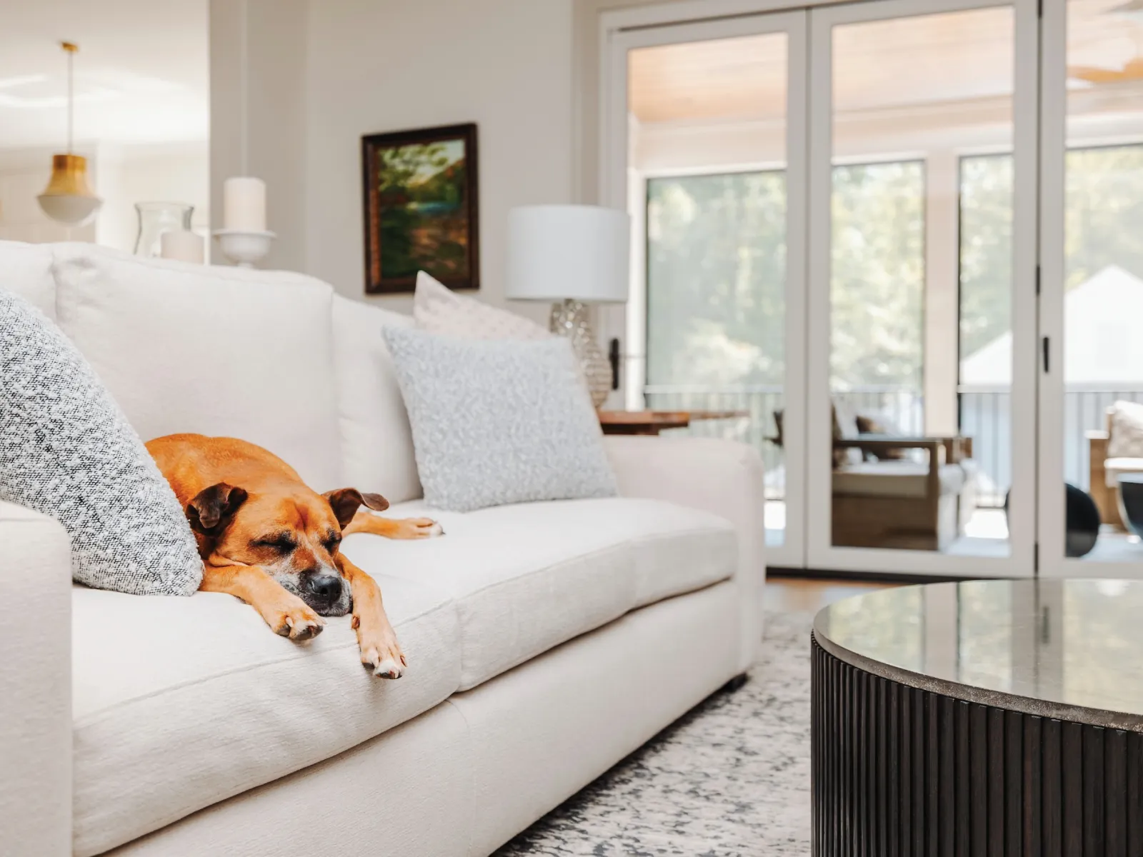 A relaxed dog lounging on a cozy sofa in a bright, airy living room.